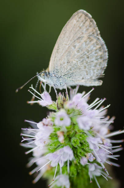 istock Close up of Common grass blue butterfly 2184670608