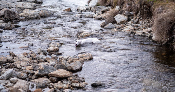 istock Greyhound white dog in the water river lying swimming happy 2184676552