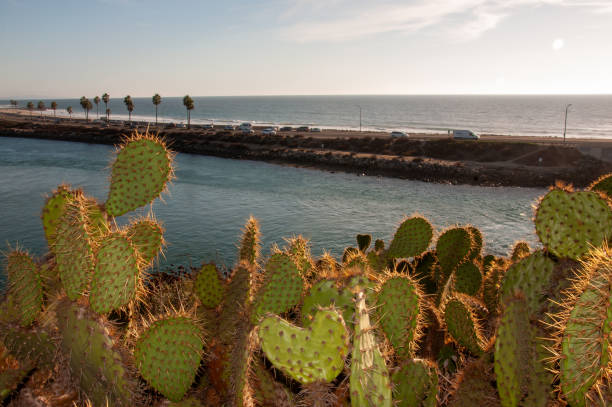 istock Eye of the cactus 2184676901