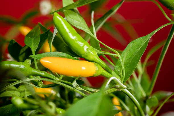 Beautiful Golden Cayenne Pepper on a red background. Pepper head close-up.