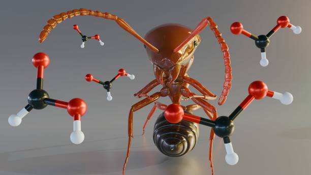 istock 3d rendering of Formica rufa or red wood ant and formic acid molecules 2184677924