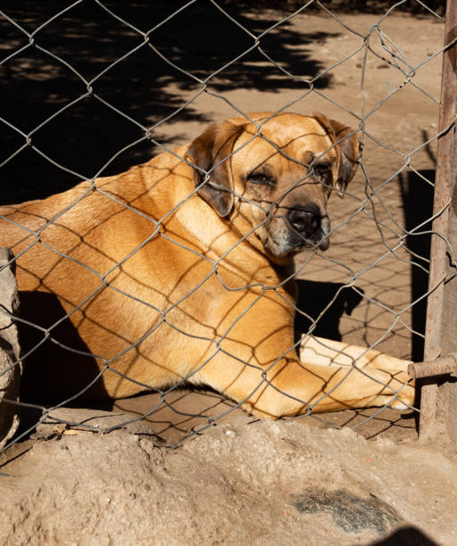 istock mixed breed dog in a shelter for abandoned animals 2184680095