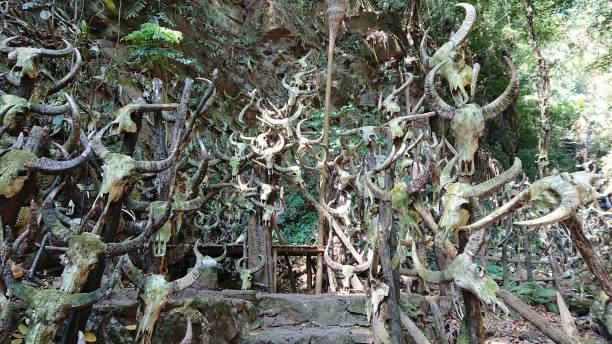istock Eerie display of animal skulls in forest 2184680259