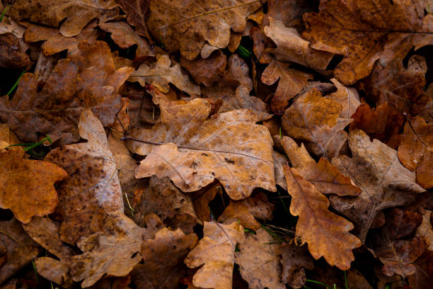 Fallen autumn oak leaves on the ground, close-up