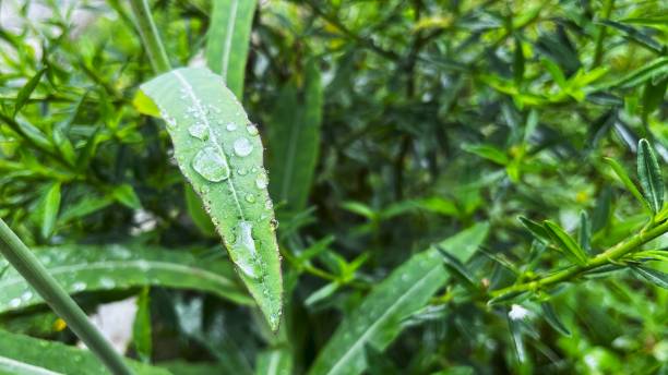 istock green leaves with water droplets from raindrops 2184681628
