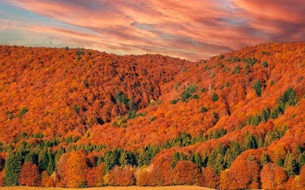 istock the wonderful autumn colors in a splendid sunset 2184681656