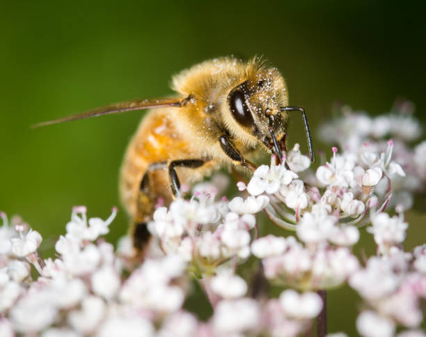 istock Honey Bee collecting nectar from flower 2184682297