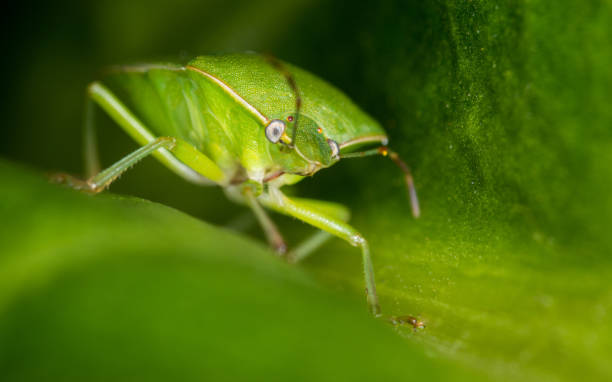 istock close up of stink bug or shield beetle 2184682306