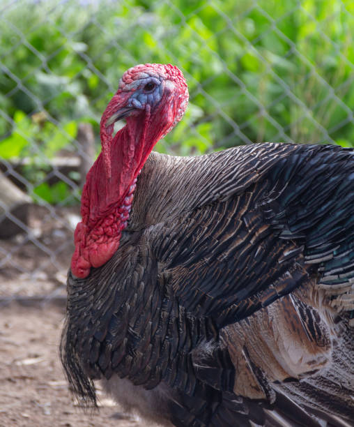 istock male turkey in the farm yard 2184683156