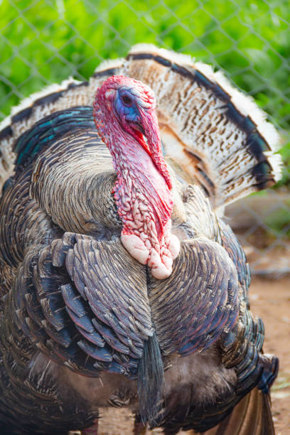 istock male turkey in the farm yard 2184683166
