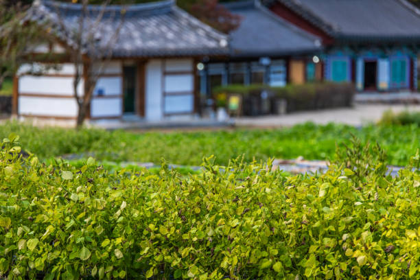 istock farm and the Buddhist temple in autumn 2184683314