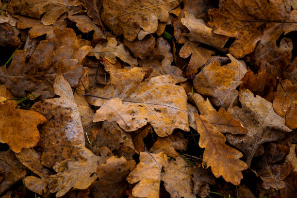 Fallen autumn oak leaves on the ground, close-up