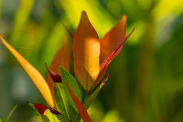 red top tree leaves (Syzygium myrtifolium) with blurred green leaves background. Syzygium myrtifolium, the red lip or kelat oil, is a species of flowering plant in the family Myrtaceae. It is native to Bangladesh, Myanmar, Thailand, Peninsular Malaysia, Sumatra, Java, Borneo, and the Philippines.