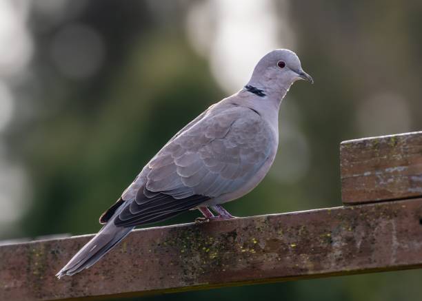 istock Eurasian collared dove on wooden fence. 2184687568