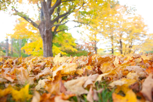 istock New Hamsphire, low level view of fall leaves 2184687578