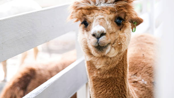 istock cute alpacas in the farm 2184688405