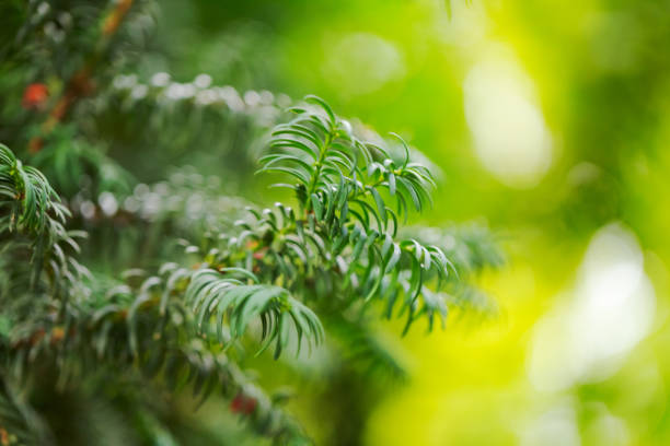Slender tree branch with a few leaves on it, the leaves are a vibrant shade of green. The branch is thin and delicate, giving the impression of a delicate, natural beauty
