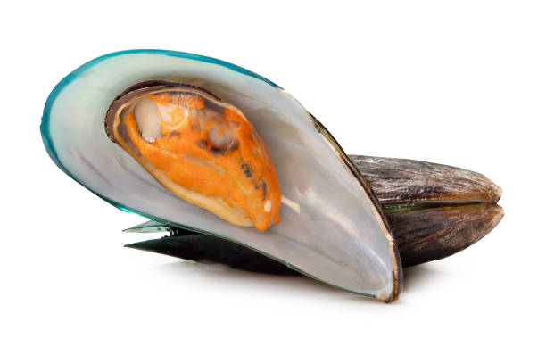 istock Front view of cooked or steamed green mussels in stack isolated on white background with clipping path 2184690617