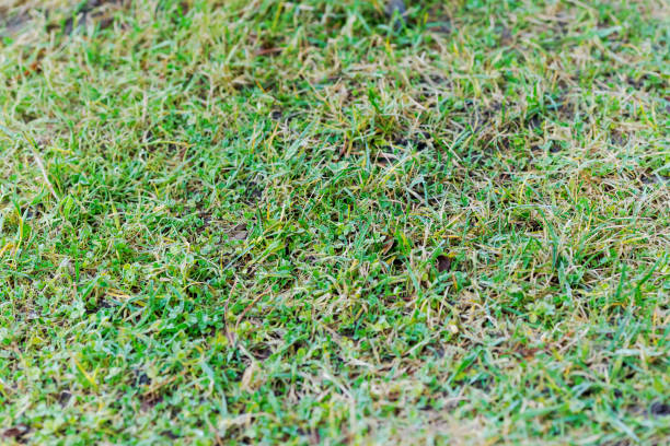 istock Patch of grass with some weeds growing in it 2184691489