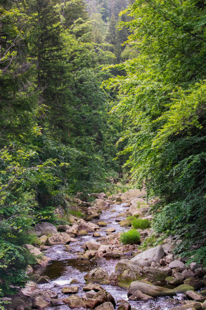 A peaceful forest stream gently flows through a landscape adorned with lush greenery and moss-covered rocks. Tall trees with vibrant foliage create a serene and tranquil atmosphere. The scene evokes feelings of calm and connection with nature, offering a perfect retreat from the hustle and bustle of daily life. Karkonosze, Poland