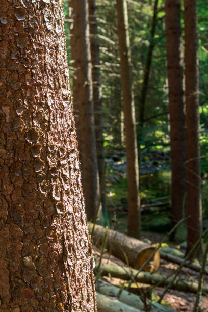 Pine tree, bark close-up. Close-up of pine bark in the forest for a natural background. Nature. Details. Focus on pine tree trunk with blurred background