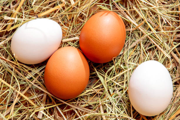 istock Fresh chicken eggs in the hay nest 2184695280