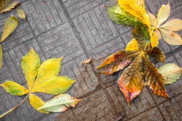 Lot's of autumn fallen chestnut tree leaves on a pavement.