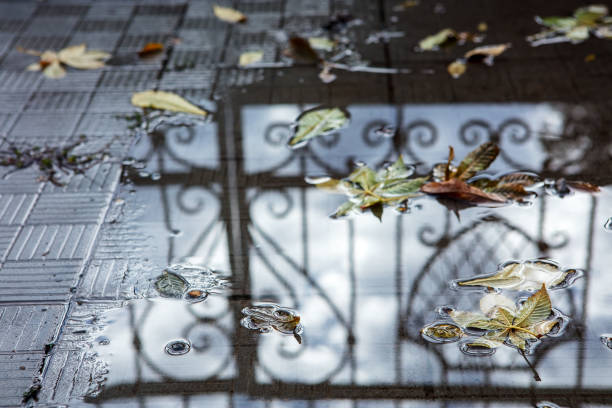 Autumn fallen leaves on a pavement with puddles.