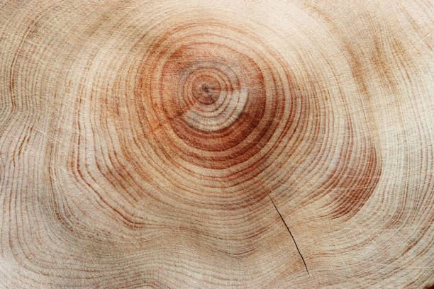 istock Slice of wood timber with juniper tree rings as natural geometric pattern, abstract nature background. Natural wooden organic textures and shapes, monochrome brown beige gradient color, earthy color 2184695715