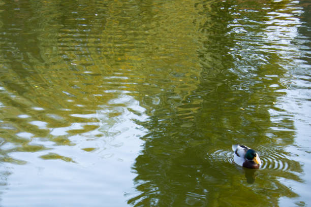 A solitary mallard duck glides over a reflective greenish surface, with the ripples capturing the vibrant colors of surrounding nature.