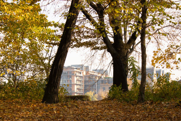 A view of urban buildings framed by vibrant autumn trees with golden leaves. The contrast between nature and city architecture highlights the seasonal beauty.