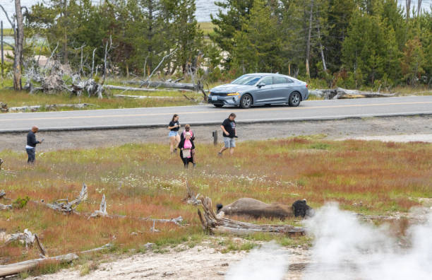 Tourists Approach Bison near Mud Volcano in Yellowstone National Park, Wyoming A group of tourists walk toward a bison near Mud Volcano in Yellowstone National Park, Wyoming mud volcano yellowstone stock pictures, royalty-free photos & images