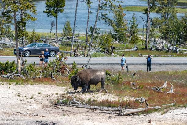 Tourists Watch American Bison near Mud Volcano in Yellowstone National Park, Wyoming Tourists Watch a dangerous American Bison near Mud Volcano in Yellowstone National Park, Wyoming mud volcano yellowstone stock pictures, royalty-free photos & images