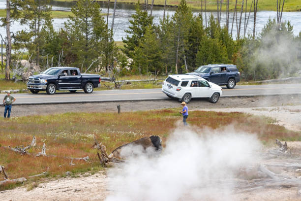 Tourists Approach American Bison near Mud Volcano in Yellowstone National Park, Wyoming Tourists Approach a dangerous American Bison near Mud Volcano in Yellowstone National Park, Wyoming, with traffic in the background. mud volcano yellowstone stock pictures, royalty-free photos & images