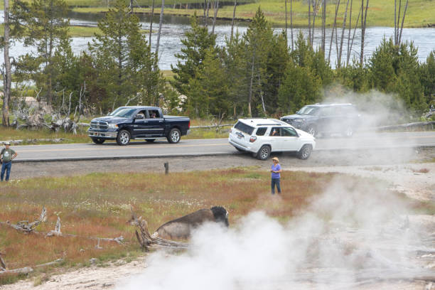 Tourist Approaches American Bison near Mud Volcano in Yellowstone National Park, Wyoming Tourist Approaches American Bison near Mud Volcano in Yellowstone National Park, Wyoming, with vehicles in the background. Tourist Photographing a dangerous American Bison near Mud Volcano in Yellowstone National Park, Wyoming, with vehicles in the background. Each year in Yellowstone National Park, bison injure an average of three to five people, making them one of the most dangerous animals in the park. These injuries typically occur when visitors get too close to the animals, underestimating their speed and unpredictable behavior. Bison can run up to 35 miles per hour and may charge if they feel threatened. mud volcano yellowstone stock pictures, royalty-free photos & images