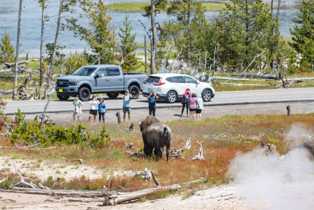 Tourists Approach American Bison near Mud Volcano in Yellowstone National Park, Wyoming Tourists Approach an American Bison near Mud Volcano in Yellowstone National Park, Wyoming, with traffic in the background. Tourist Photographing a dangerous American Bison near Mud Volcano in Yellowstone National Park, Wyoming, with vehicles in the background. Each year in Yellowstone National Park, bison injure an average of three to five people, making them one of the most dangerous animals in the park. These injuries typically occur when visitors get too close to the animals, underestimating their speed and unpredictable behavior. Bison can run up to 35 miles per hour and may charge if they feel threatened. mud volcano yellowstone stock pictures, royalty-free photos & images