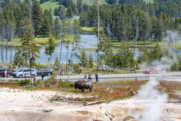 Tourists Approach American Bison near Mud Volcano in Yellowstone National Park, Wyoming Tourists Approach an American Bison near Mud Volcano in Yellowstone National Park, Wyoming, with traffic in the background. Tourist Photographing a dangerous American Bison near Mud Volcano in Yellowstone National Park, Wyoming, with vehicles in the background. Each year in Yellowstone National Park, bison injure an average of three to five people, making them one of the most dangerous animals in the park. These injuries typically occur when visitors get too close to the animals, underestimating their speed and unpredictable behavior. Bison can run up to 35 miles per hour and may charge if they feel threatened. mud volcano yellowstone stock pictures, royalty-free photos & images