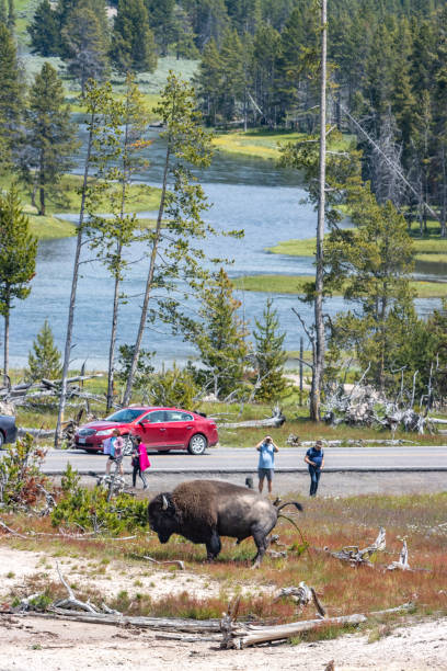 Tourists Approach American Bison near Mud Volcano in Yellowstone National Park, Wyoming Tourists Approach American Bison near Mud Volcano in Yellowstone National Park, Wyoming. Tourist Photographing a dangerous American Bison near Mud Volcano in Yellowstone National Park, Wyoming, with vehicles in the background. Each year in Yellowstone National Park, bison injure an average of three to five people, making them one of the most dangerous animals in the park. These injuries typically occur when visitors get too close to the animals, underestimating their speed and unpredictable behavior. Bison can run up to 35 miles per hour and may charge if they feel threatened. mud volcano yellowstone stock pictures, royalty-free photos & images