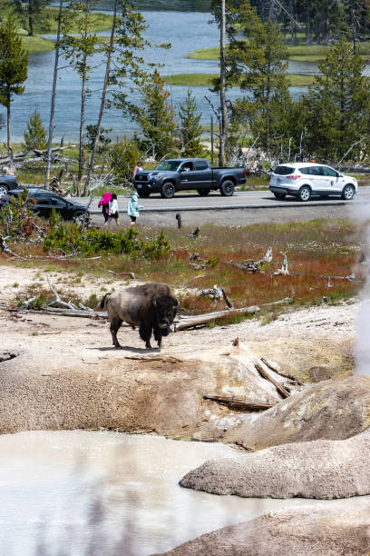 American Bison at Mud Volcano in Yellowstone National Park, Wyoming American Bison at Mud Volcano in Yellowstone National Park, Wyoming, with vehicles in the background. mud volcano yellowstone stock pictures, royalty-free photos & images