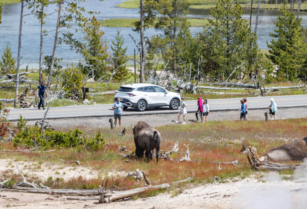 Tourists Approach American Bison near Mud Volcano in Yellowstone National Park, Wyoming Tourists Approach an American Bison near Mud Volcano in Yellowstone National Park, Wyoming, with a car in the background. Each year in Yellowstone National Park, bison injure an average of three to five people, making them one of the most dangerous animals in the park. These injuries typically occur when visitors get too close to the animals, underestimating their speed and unpredictable behavior. Bison can run up to 35 miles per hour and may charge if they feel threatened. mud volcano yellowstone stock pictures, royalty-free photos & images