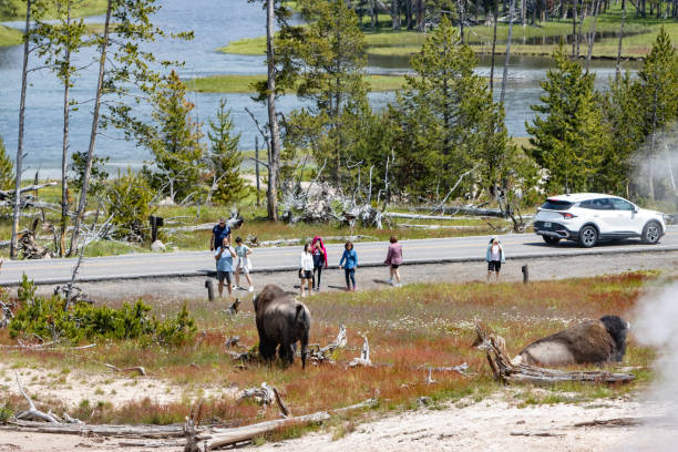 Tourists Approach American Bison near Mud Volcano in Yellowstone National Park, Wyoming Tourists Approach an American Bison near Mud Volcano in Yellowstone National Park, Wyoming, with a car in the background. Tourist Photographing a dangerous American Bison near Mud Volcano in Yellowstone National Park, Wyoming, with vehicles in the background. Each year in Yellowstone National Park, bison injure an average of three to five people, making them one of the most dangerous animals in the park. These injuries typically occur when visitors get too close to the animals, underestimating their speed and unpredictable behavior. Bison can run up to 35 miles per hour and may charge if they feel threatened. mud volcano yellowstone stock pictures, royalty-free photos & images