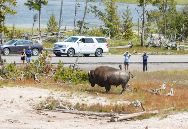 Tourists Observing American Bison near Mud Volcano in Yellowstone National Park, Wyoming Tourist Photographing a dangerous American Bison near Mud Volcano in Yellowstone National Park, Wyoming, with vehicles in the background. Each year in Yellowstone National Park, bison injure an average of three to five people, making them one of the most dangerous animals in the park. These injuries typically occur when visitors get too close to the animals, underestimating their speed and unpredictable behavior. Bison can run up to 35 miles per hour and may charge if they feel threatened. mud volcano yellowstone stock pictures, royalty-free photos & images