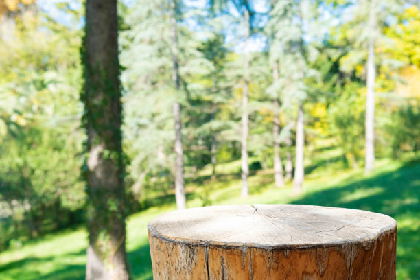 istock Aged stump as podium for product outdoor presentation on blurred sunny forest background 2184700405