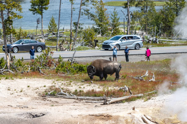 Tourists Photographing American Bison near Mud Volcano in Yellowstone National Park, Wyoming Tourist Photographing a dangerous American Bison near Mud Volcano in Yellowstone National Park, Wyoming, with vehicles in the background. Each year in Yellowstone National Park, bison injure an average of three to five people, making them one of the most dangerous animals in the park. These injuries typically occur when visitors get too close to the animals, underestimating their speed and unpredictable behavior. Bison can run up to 35 miles per hour and may charge if they feel threatened. mud volcano yellowstone stock pictures, royalty-free photos & images