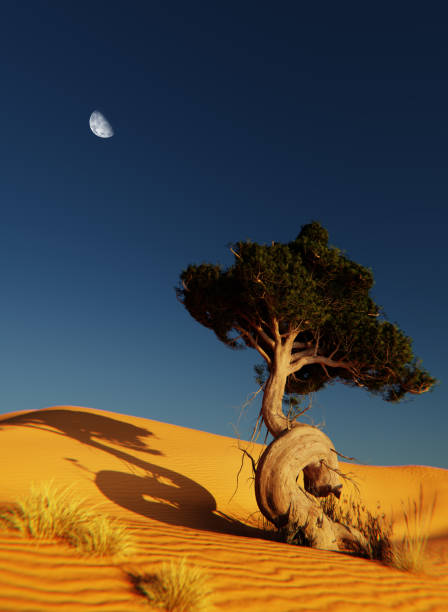 Sand dunes Sahara Desert at sunset and tree, 3D illustration