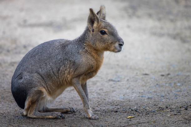 A Patagonian mara sitting calmly on the ground in a natural setting