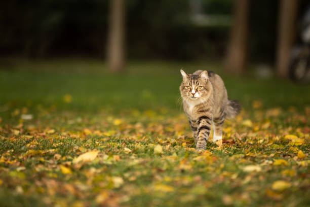 Tabby stray cat is walking on leaves in public park.