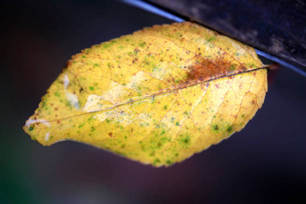 Colorful autumn plants on nature background