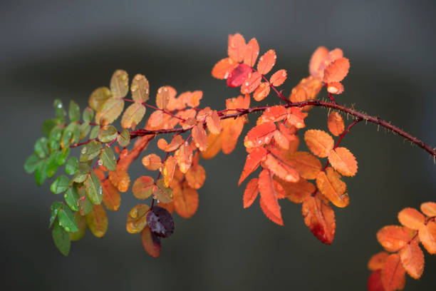 Colorful autumn plants on nature background