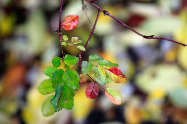 A photo of autumnAutumn - natural background